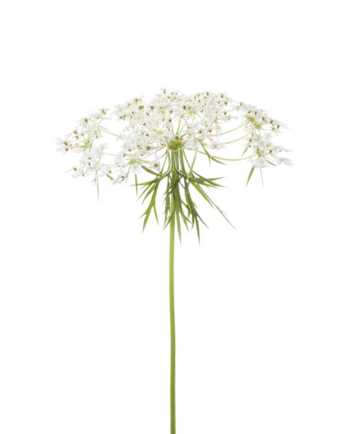 白い背景に隔離された野生のニンジン(ダウカス・カロタ)のウンベル。 - herb flower head flower wildflower ストックフォトと画像