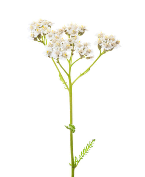 istock Yarrow (Achillea millefolium) flower isolated on white background. 1266299365