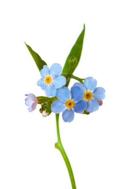 istock Sprig of Forget-me-nots isolated on white background. 1266300432