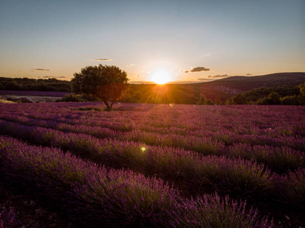 istock Lavender fields in Ardeche in southeast France 1266300444
