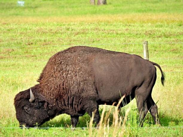 istock American Bison (Bison bison) grazing on the grass 1266300927