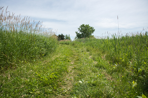 Grassy footpath through natural meadow at the community nature reserve in Aurora, Illinois