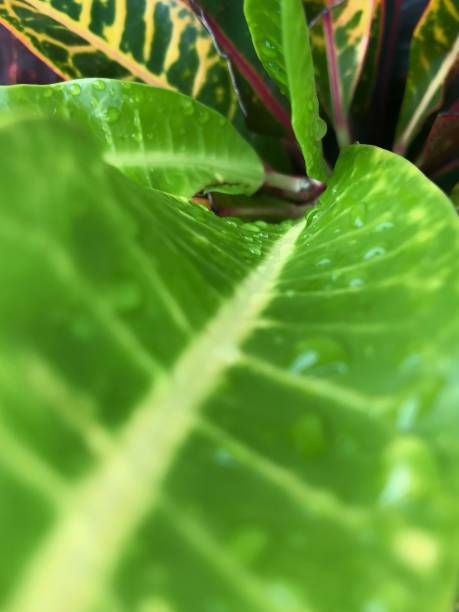 istock Nature green leaf with rain on leaves 1266301053
