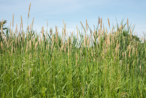 Tall prairie grasses under a blue sky at the community nature reserve in Aurora, Illinois