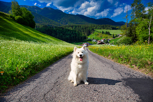 happy samoyed dog exploding the mountain