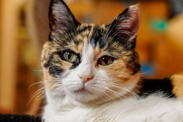 istock black white yellow tabby striped domestic cat pet chilling 1266303679