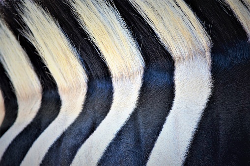 Beautiful mane of a zebra in black and white