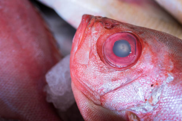 istock Fishes at the Market 1266304720