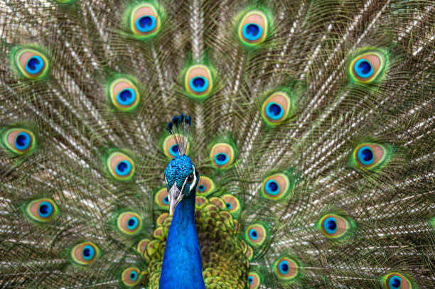 istock Male peacock bird, Pavo cristatus, with full display tail feathers 1266305816