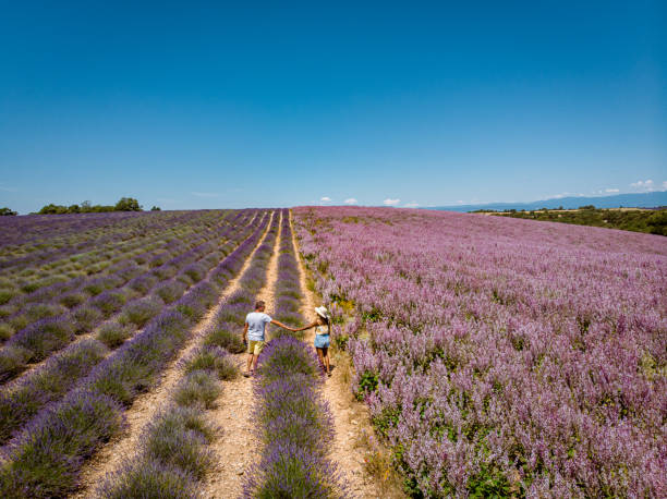 istock Lavender fields in Ardeche in southeast France 1266305817