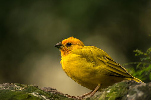 Beautiful and close view of a bird