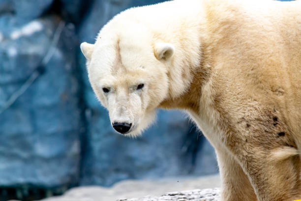 orso polare - polar bear arctic global warming ice foto e immagini stock