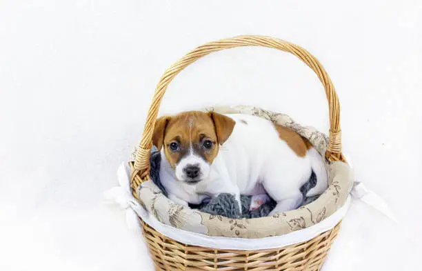 Photo of Cute red-haired female puppy Jack Russell Terrier is lying in an Easter basket on a white background and looking at the camera. horizontal format. Greeting card.