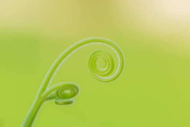 zbliżenie widok na zielony liść w ogrodzie w lecie w promieniach słońca. naturalne zielone rośliny krajobraz przy użyciu jako tło lub tapety - fern new zealand macro frond zdjęcia i obrazy z banku zdjęć