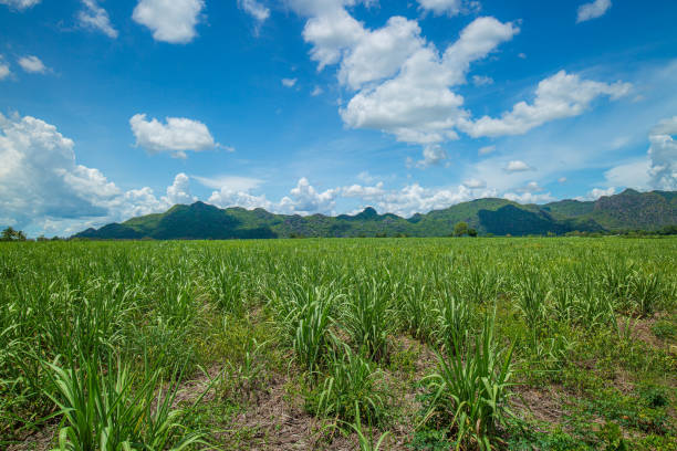 istock Field of young sugarcane plants 1266306348