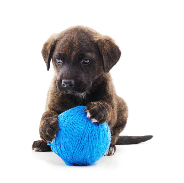 istock One little dog with balls. 1266307088