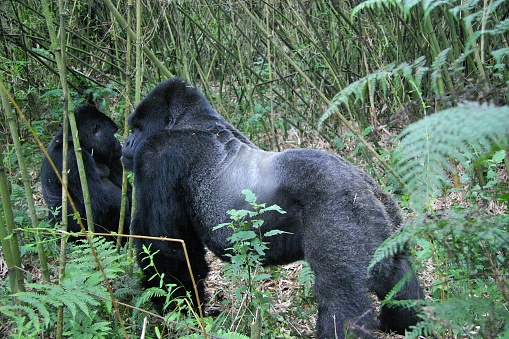 As their name implies, mountain gorillas live in forests high in the mountains, at elevations of 8,000 to 13,000 feet. They have thicker fur, and more of it, compared to other great apes. The fur helps them to survive in a habitat where temperatures often drop below freezing.