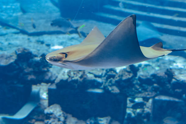istock Stingray swimming underwater. Sting ray is also called sea cats are found in temperate and tropical waters. Atlantis, Sanya, Hainan, China. 1266307200