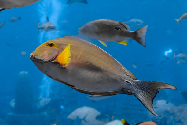 pez cirujano eyestripe (acanthurus xanthopterus) o pez cirujano de aleta amarilla (acanthurus dussumieri ) en el acuario atlantis, ciudad de sanya, hainan, china. - tuna sea underwater fish fotografías e imágenes de stock