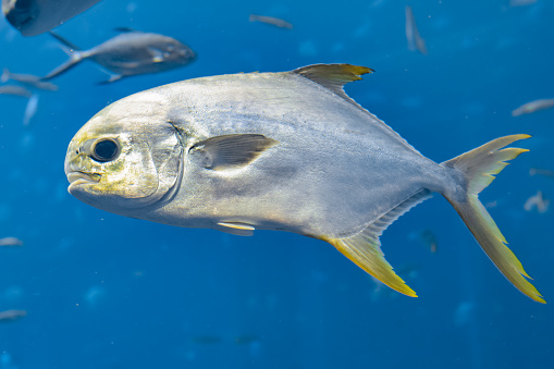 Trachinotus blochii or snubnose pompano in Atlantis, Sanya, island Hainan, China.. Pompanos are marine fishes in the genus Trachinotus in the family Carangidae (better known as \