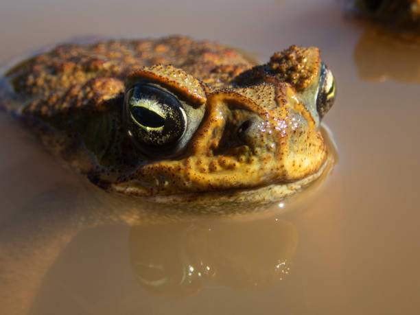 sapo-de-cana - cane toad toad wildlife nature - fotografias e filmes do acervo