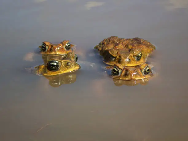 A group of cane toads hanging out on each others backs