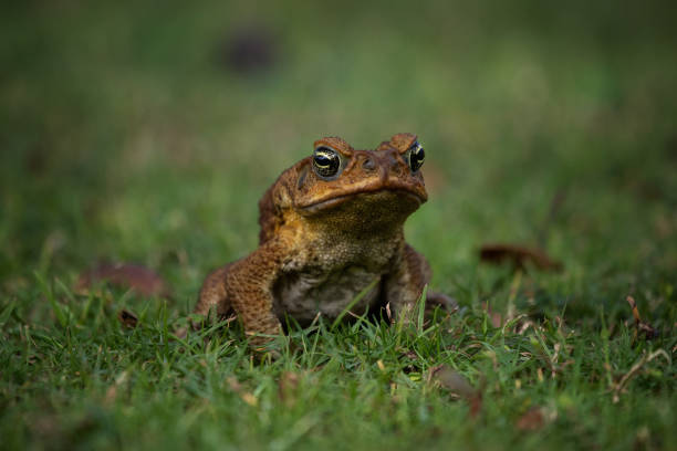 sapo-de-cana - cane toad toad wildlife nature - fotografias e filmes do acervo