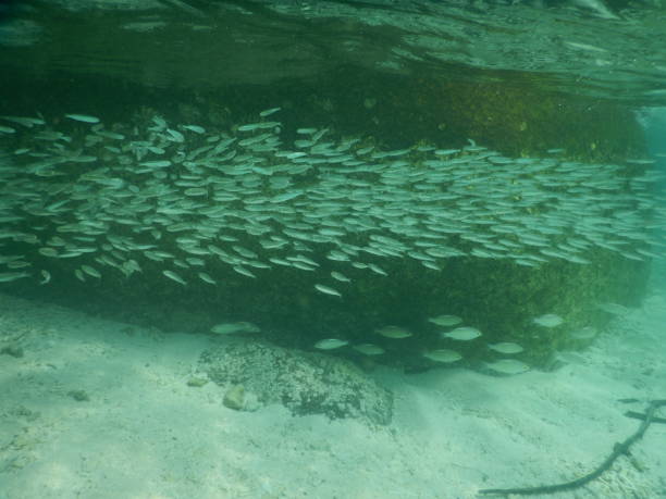 istock Fish in Koh nang yuan 1266309047