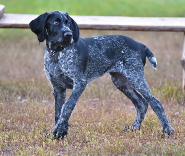 German wirehaired pointer or wirehair (German wirehair, German wire-haired headdog) German wirehaired pointer or Drahthaar (Deutsch Drahthaar, Deutscher Drahthaariger Vorstehhund) on the walk wire haired stock pictures, royalty-free photos & images