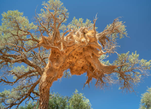 Sociable Weaver Birds Nest, Sossusvlei, Namibia. Nikon D850. Converted from RAW.