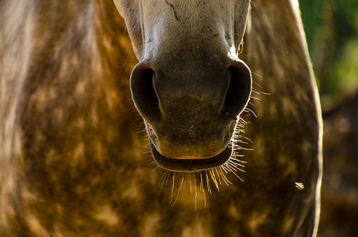 A close-up of a horse mouth and nose