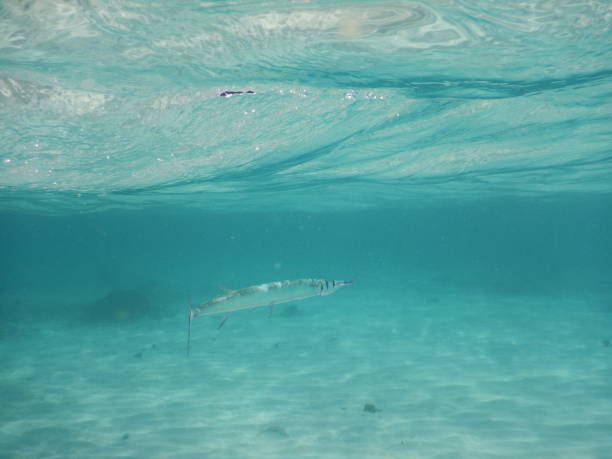 istock Fish in Koh nang yuan 1266311303