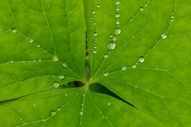 Wet green leaf macro close up