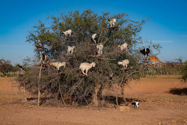 istock Goats on argan tree. Moroccan countryside 1266312434