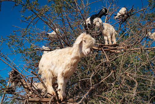 Goats hiding among branches. Eating argan fruits