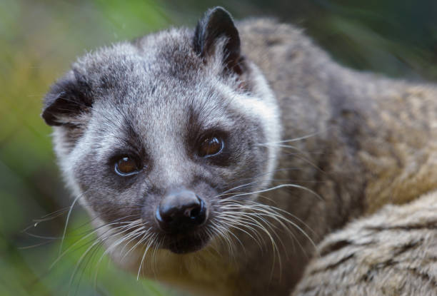 istock Closeup  of carnivorous animal 1266312628