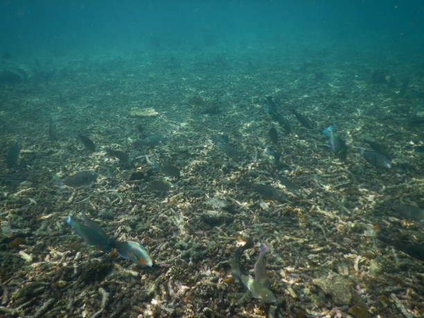 istock Fish in Koh nang yuan 1266312757