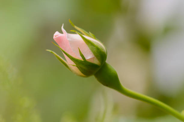 Flower is about to bloom