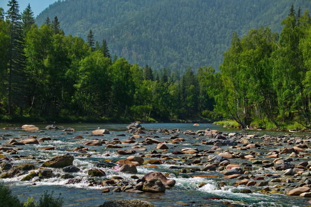 istock Rapid rivers of the Altai 1266313627