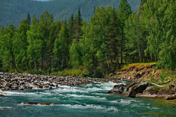 istock Rapid rivers of the Altai 1266313643