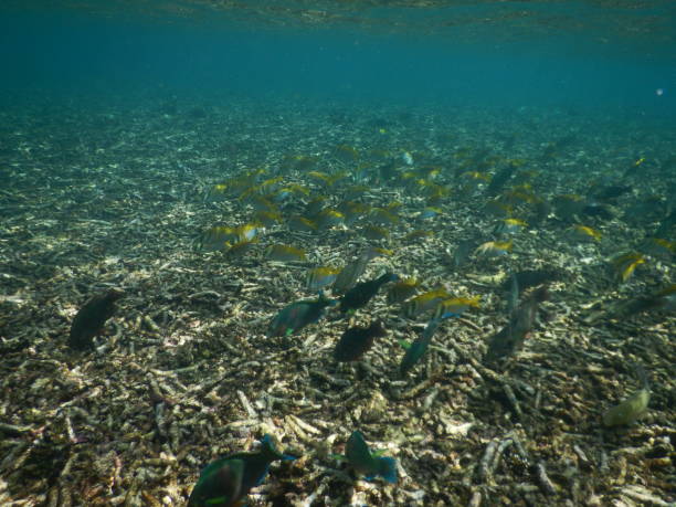 istock Fish in Koh nang yuan 1266313766
