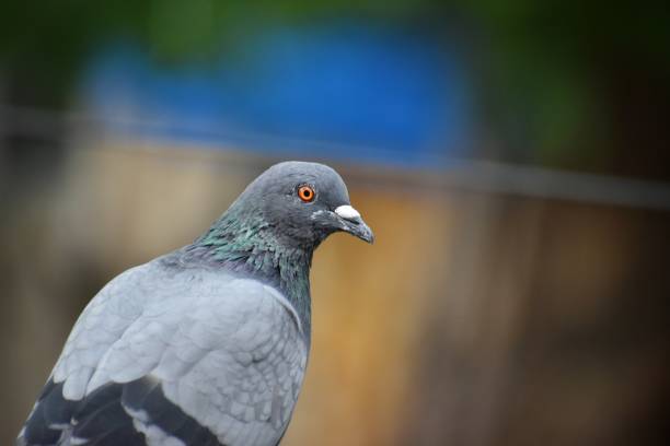 istock full body of a pigeon bird isolate on the electrical wire 1266313858