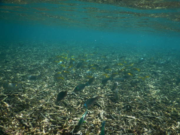 istock Fish in Koh nang yuan 1266313956