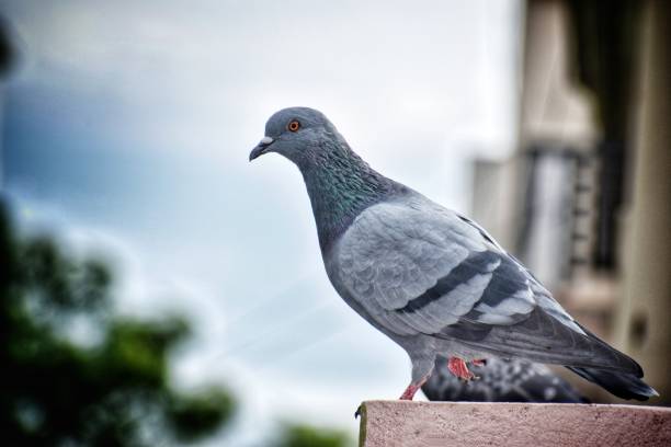 istock one pigeon isolated on the current wires with green background 1266314611