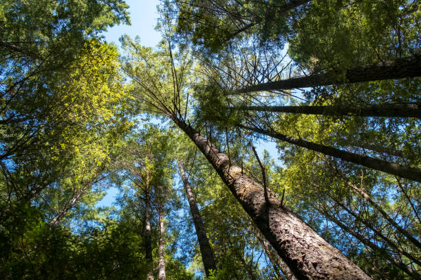 istock Humboldt Redwoods State Park California 1266315071