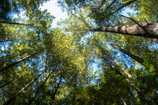 istock Humboldt Redwoods State Park California 1266315074