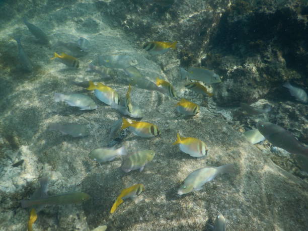 istock Fish in Koh nang yuan 1266315100