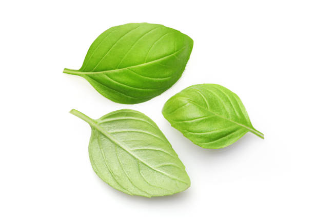 istock Fresh green basil leaves 1266315303