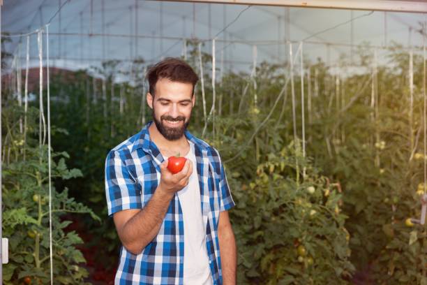 新しい中小企業が自然有機食品を栽培するプロジェクトを立ち上げるので、温室でそれを拾った後、手と笑顔で新鮮なおいしい赤いトマトを持つ若い満足した笑顔の男 - small business enjoyment growth planning ストックフォトと画像