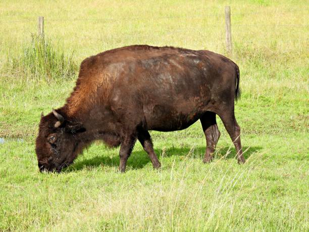 istock American Bison (Bison bison) grazing on the grass 1266316349